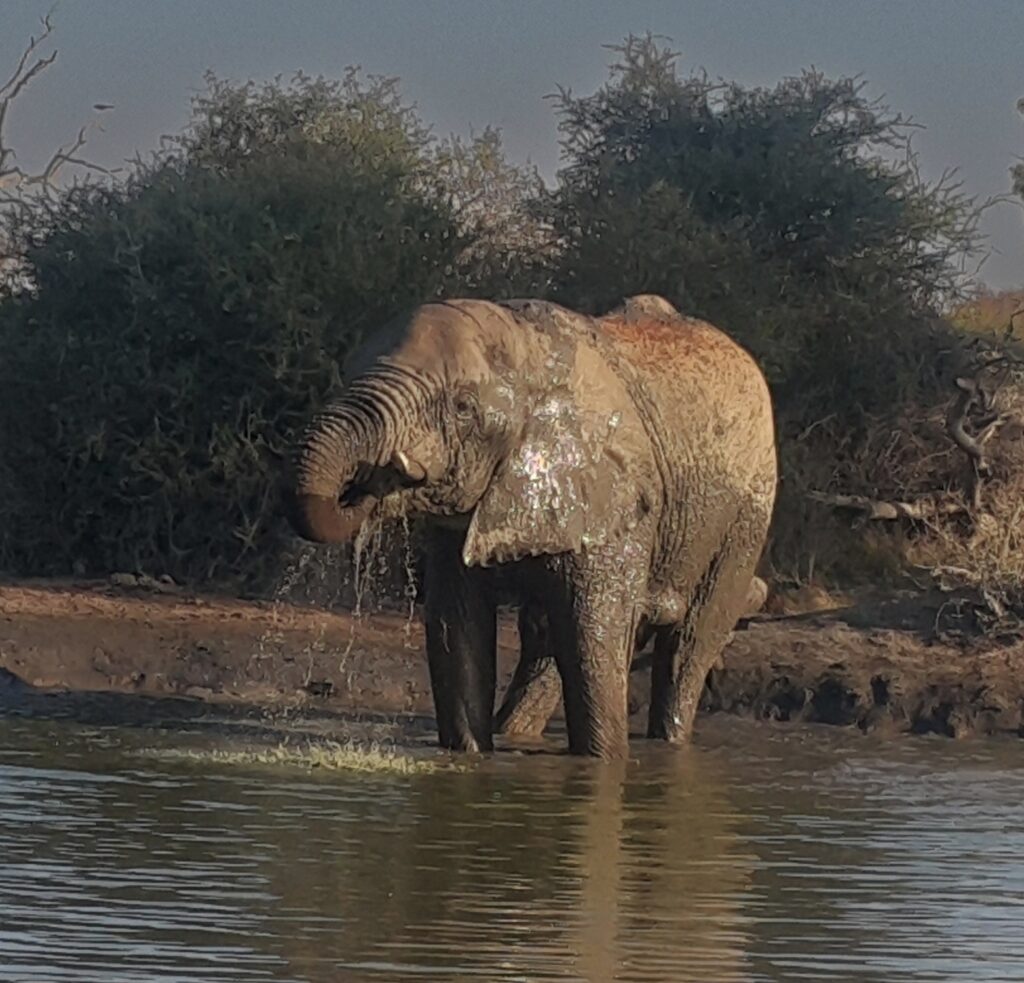 elephant-drinking