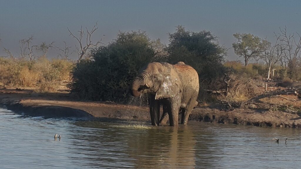 elephant-drinking
